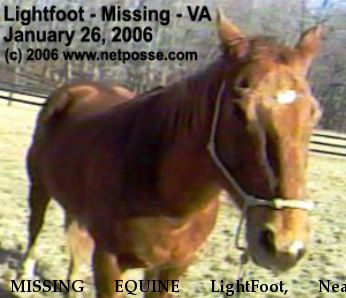 MISSING EQUINE LightFoot, Near Amissville , VA, 00000